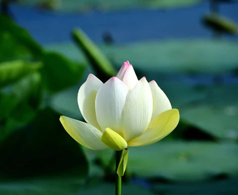 Discover the Best Lotus Perfume for Ultimate Elegance