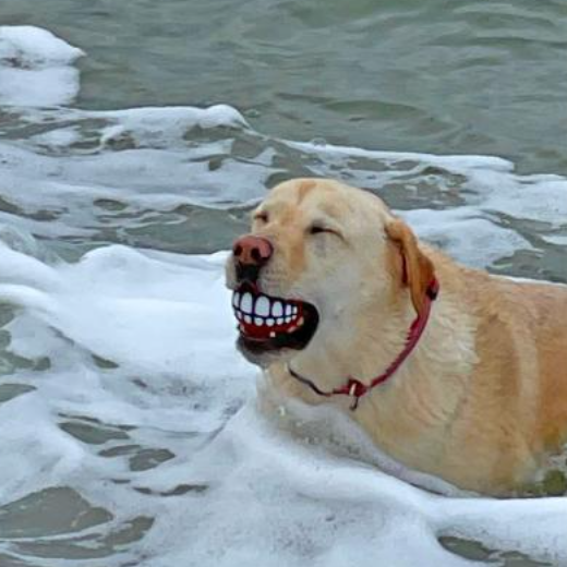 Funny Teeth Rubber Dog Ball youcantbringitwithyou